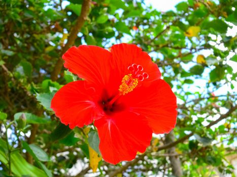 Red flower on a flowerbed on Easter Island.