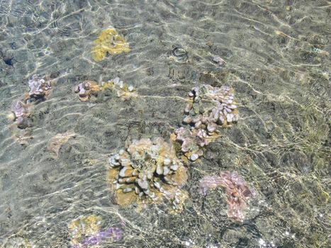 Sea corals near the shore in shallow water. Easter Island.