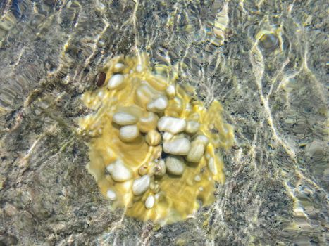 Sea corals near the shore in shallow water. Easter Island.