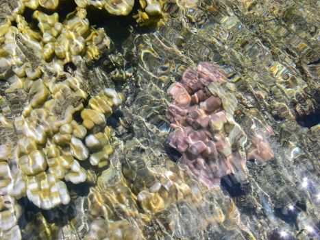 Sea corals near the shore in shallow water. Easter Island.