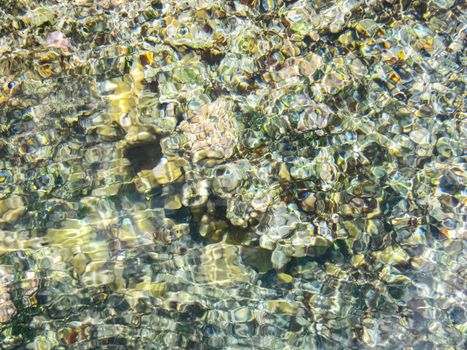 Sea corals near the shore in shallow water. Easter Island.