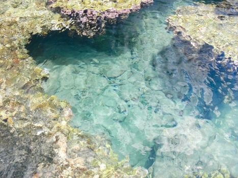 Sea corals near the shore in shallow water. Easter Island.