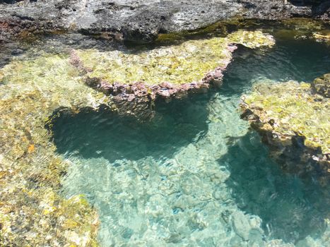 Sea corals near the shore in shallow water. Easter Island.