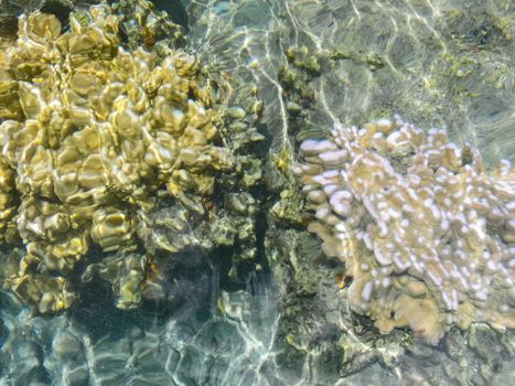 Sea corals near the shore in shallow water. Easter Island.