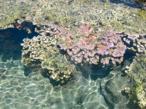 Sea corals near the shore in shallow water. Easter Island.