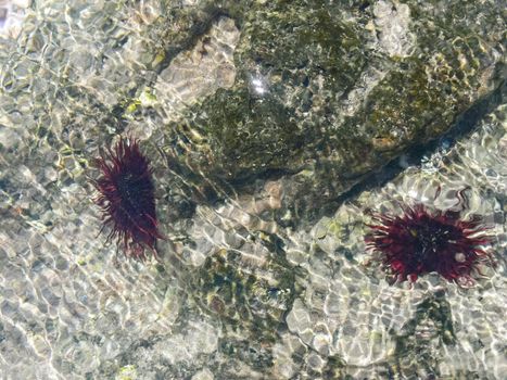 Sea corals near the shore in shallow water. Easter Island.