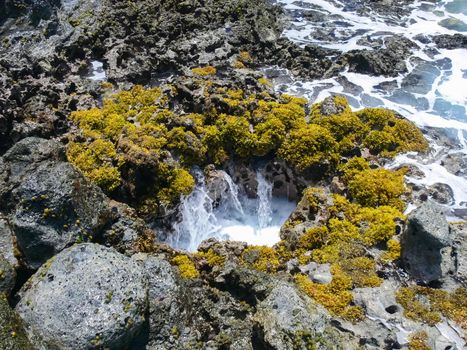 Sea corals near the shore in shallow water. Easter Island.