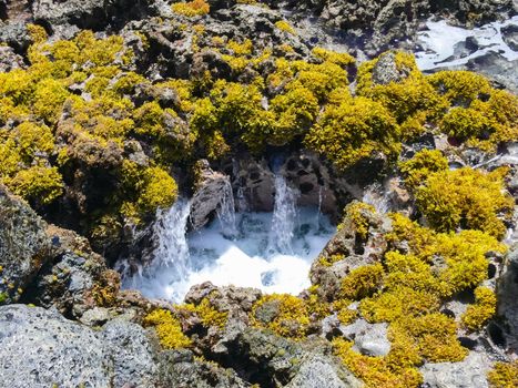 Sea corals near the shore in shallow water. Easter Island.