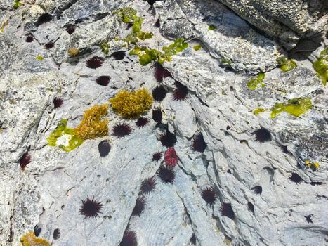 Sea hedgehogs on the rocky shore, rendered by the sea.