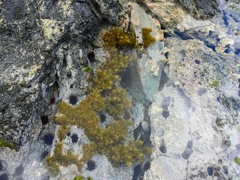 Sea hedgehogs on the rocky shore, rendered by the sea.