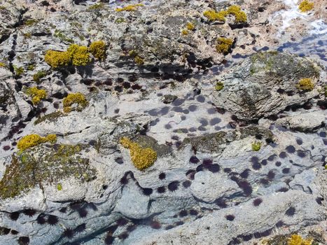 Sea hedgehogs on the rocky shore, rendered by the sea.