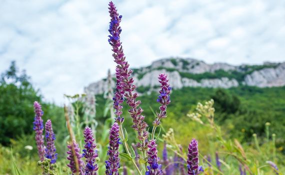 Blooming sage on the background of a mountain landscape.