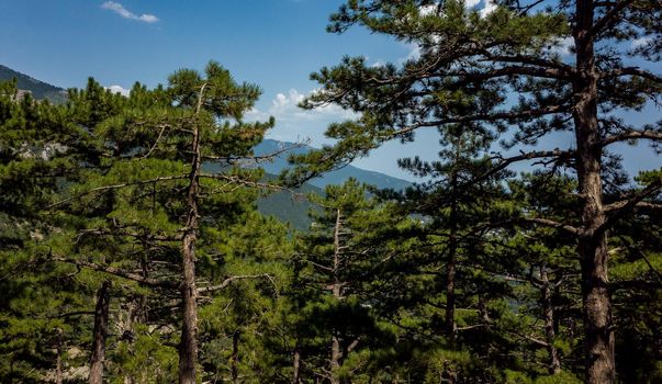 Pine trees on the rocks on the mountain slope of the South Coast of Crimea.