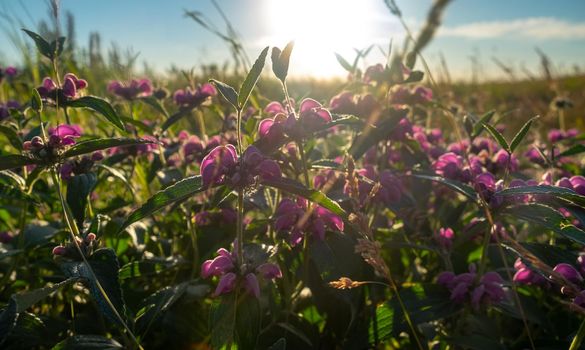 Wildflowers illuminated by the sunset light.