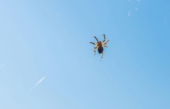 The silhouette of a huge spider on a thin web, backlit by the bright sun, against a blue sky.