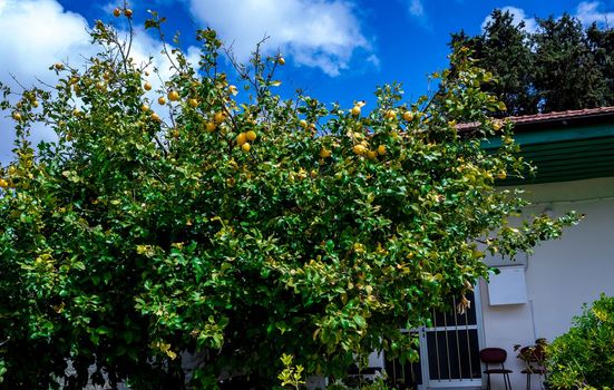 Citrus trees in a small village in the mountainous part of the island of Cyprus in early spring.