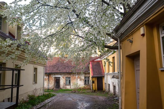 Old courtyard with flowering trees in the center of Vilnius.
