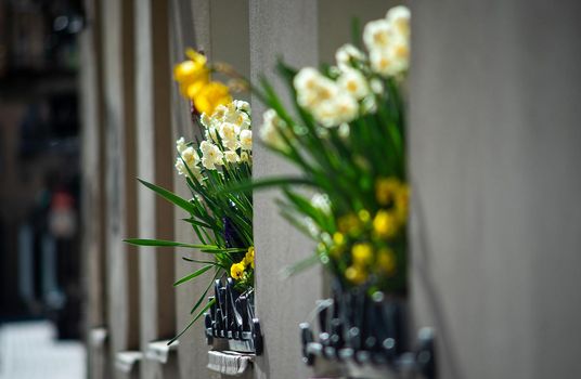 White and yellow daffodils on a window of a house in an old European city.