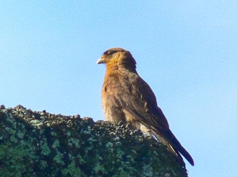 An eagle on Easter Island. Bird of prey