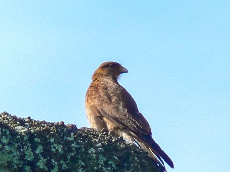 An eagle on Easter Island. Bird of prey