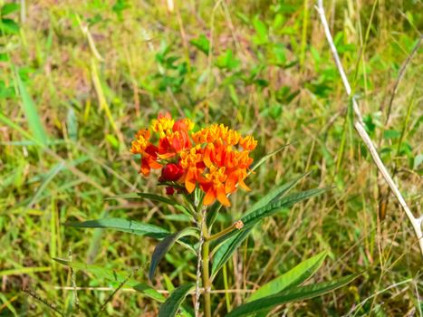 Flowers on Easter Island. Beautiful flowers on the island.