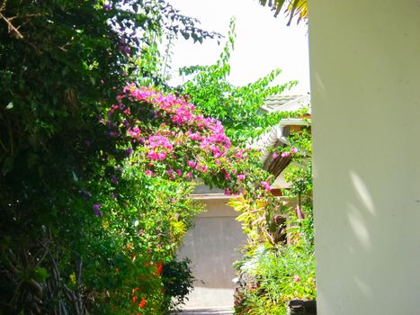 Flowers on Easter Island. Beautiful flowers on the island.