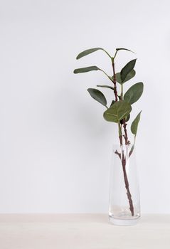 Mini plant succulent on wooden white desk, little plant and leaf in potted on table, copy space, nobody, tree in bottle glass for decoration in home, texture background, spring and summer.