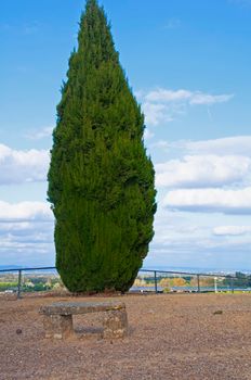 Big green cypress tree and small stone bench in the roman city Italica, blue sky. Autumn, Seville, Spain