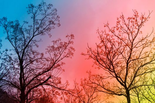Trees without foliage with beautiful multicolored sky as background