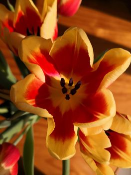 Yellow and red open tulip floweron the wooden table, macro