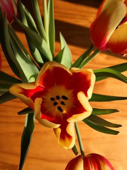 Red and yellow tulip flowers with green leaves, wooden background