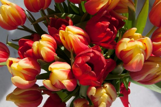 Big bouquet of red and yellow tulips, white background, top view