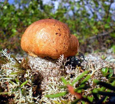 Large mushrooms in the grass in the taiga forest.