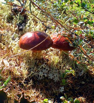 Large mushrooms in the grass in the taiga forest.