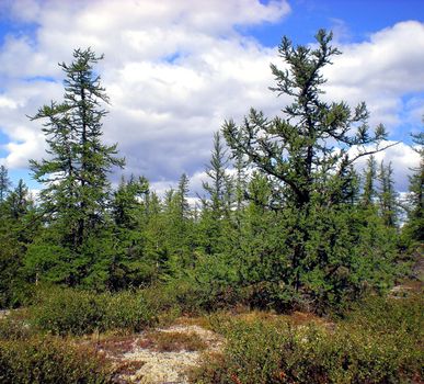 Taiga in the Russian north. Coniferous forest in early September in the north.