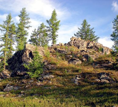 Taiga in the Russian north. Coniferous forest in early September in the north.