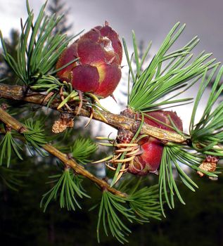 Young bumps on the branches of the Christmas tree. Blossom needles.