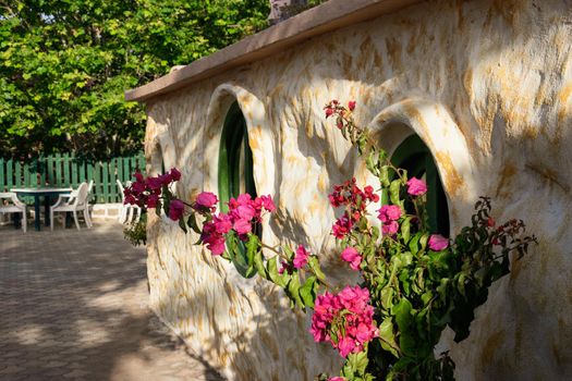 Flowers at a park on a sunny day