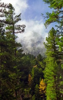 A pine tree in the woods. A large conifer.