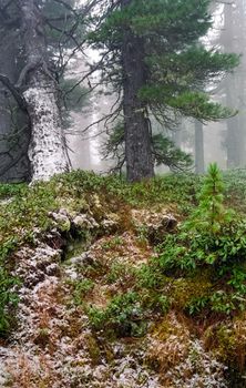 A pine tree in the woods. A large conifer.