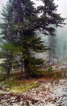 A pine tree in the woods. A large conifer.