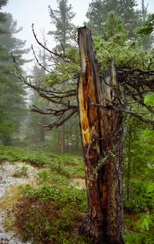 Broken pine tree. Pine broke and fell.