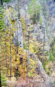 Forest nature near the ground. Vegetation in the mountain taiga.