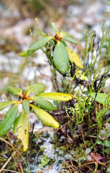 Forest nature near the ground. Vegetation in the mountain taiga.