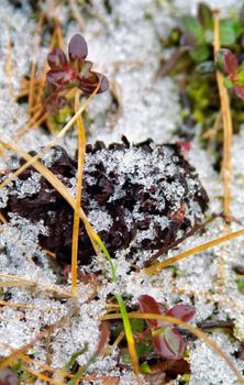 Frost and snow on the autumn frost. First frosts