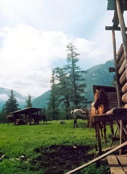 Horses in the meadow near sheds and stables.