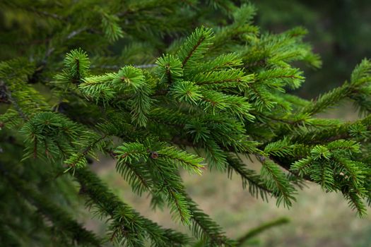 Green prickly branches of a fur-tree or pine. Fluffy fir tree branch close up. background blur