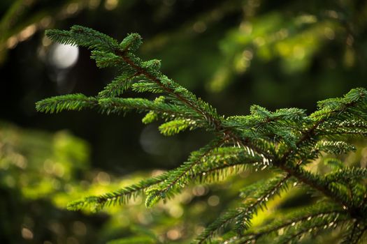 Green prickly branches of a fur-tree or pine. Fluffy fir tree branch close up. background blur