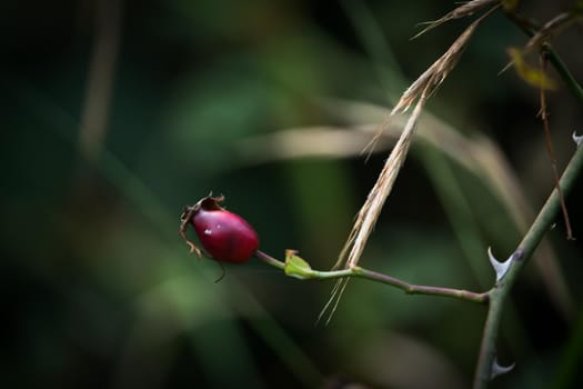 Small red fruit plant with blurry background