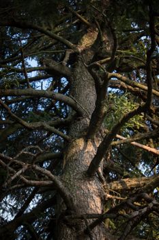 Portrait of pine tree with multiple branches. Sunlit pine tree in the forest